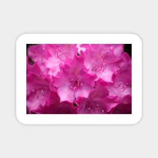 Purple rhododendron flower Magnet