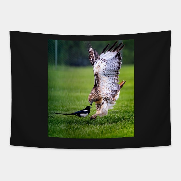 Red Tail Hawk About to Strike Tapestry by jecphotography