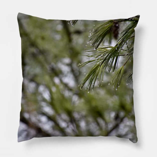 Pine Branch Border Pillow by A Thousand Words Photography