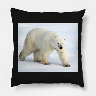 Large Male Polar Bear on the Tundra, Churchill, Canada Pillow