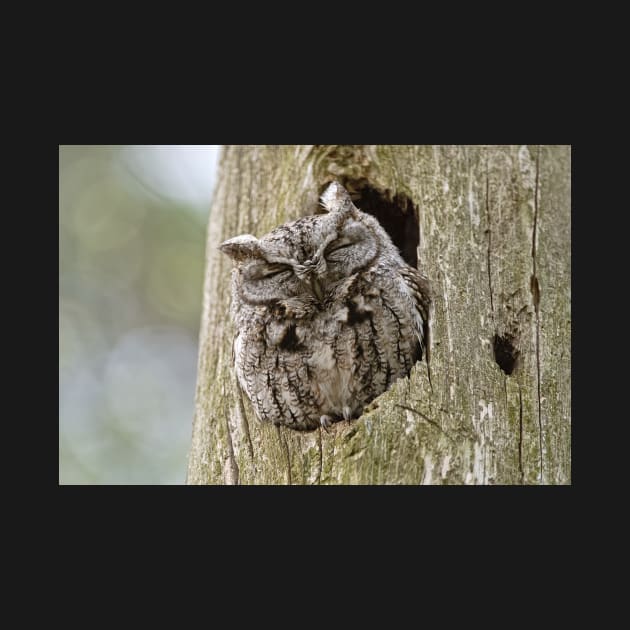 Sleeping Screech Owl by jaydee1400