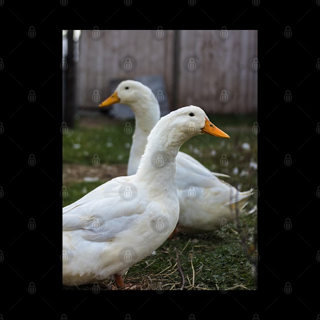 Two White Inseparable Ducks at the Farm by Family journey with God