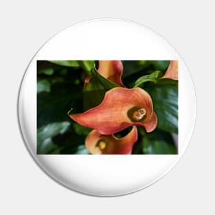 Red calla flowers closeup Pin