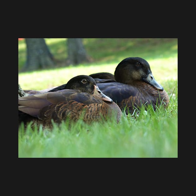 Two Ducks Resting by NatureTrail