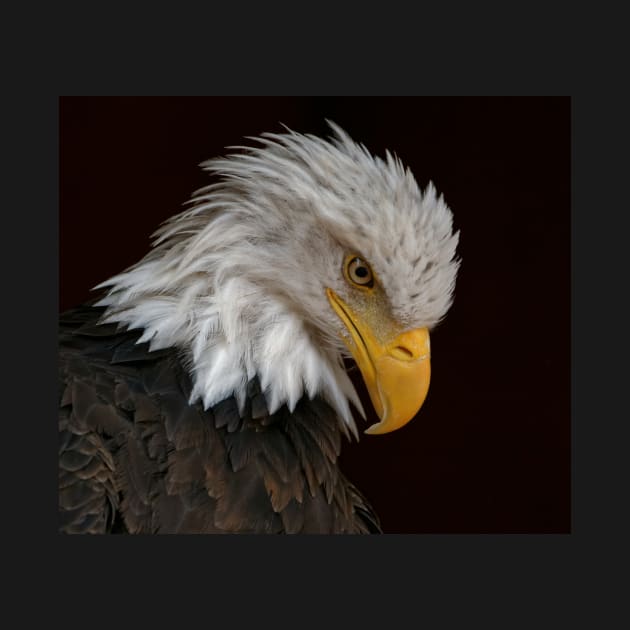 Bald Eagle by SHWILDLIFE