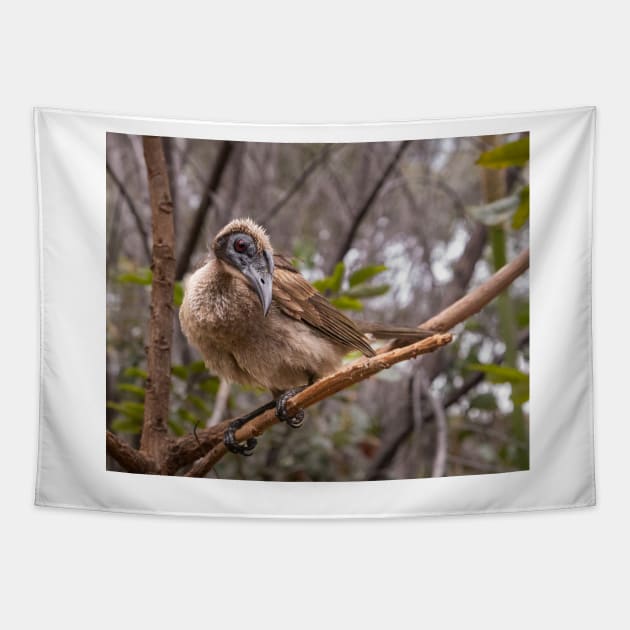 Helmeted Friar Bird Tapestry by Geoff79