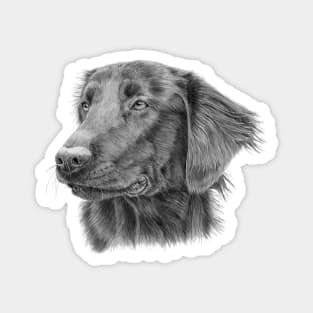 Flatcoated retriever - sh Magnet