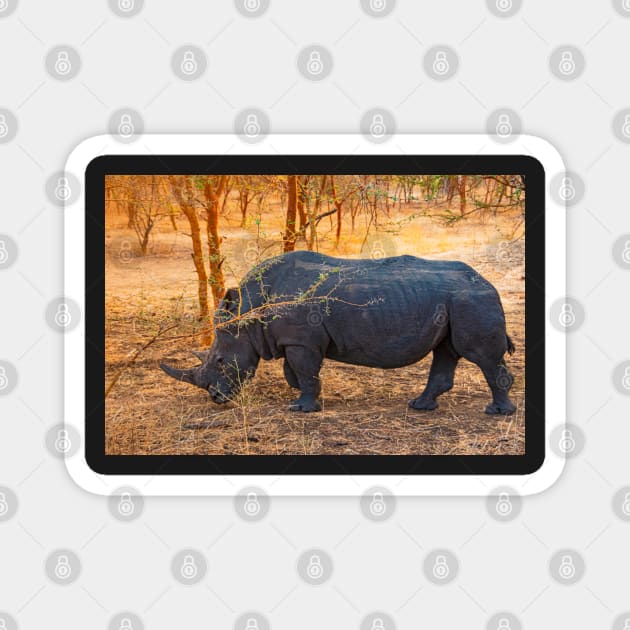 Rhinoceros Magnet by Graz-Photos