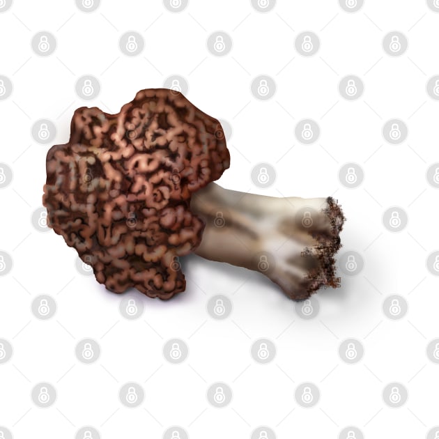 False Morel (Gyromitra esculenta by emadamsinc