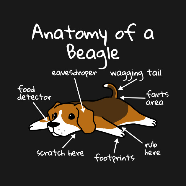 Anatomy Of A Beagle Beagle TShirt TeePublic