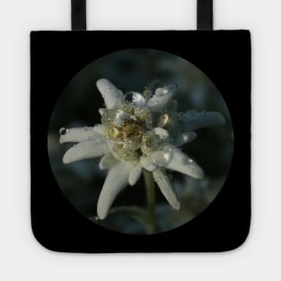 Edelweiss Tote