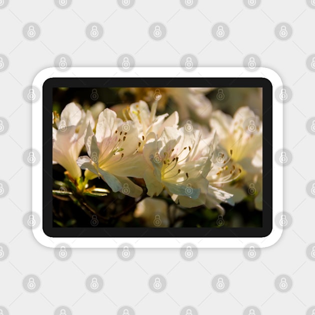 White Azalea Flowers Magnet by jojobob