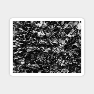 Black and White Flower, Photography Magnet