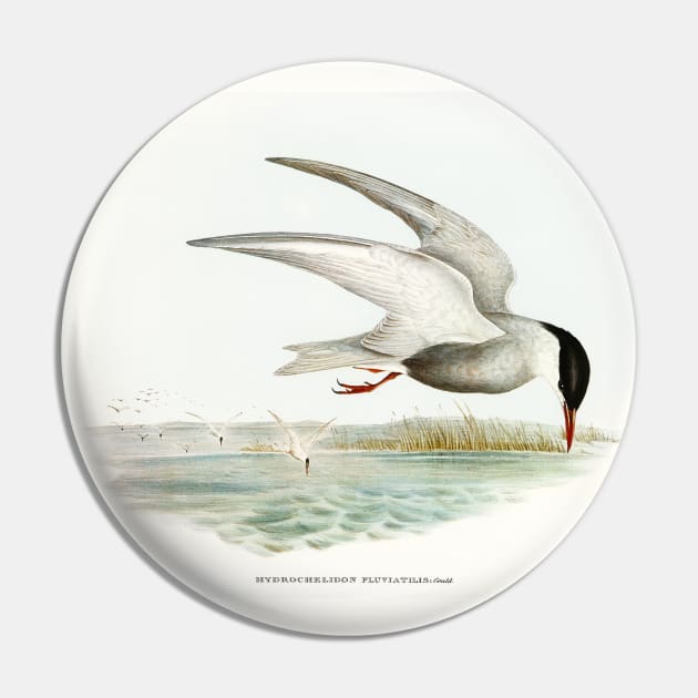 Marsh Tern (Hydrochelidon fluviatilis) Pin by WAITE-SMITH VINTAGE ART