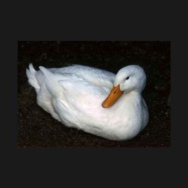 White Duck at rest by rozmcq