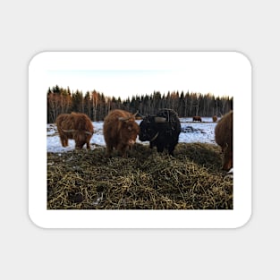 Scottish Highland Cattle Cow and Bull 2198 Magnet