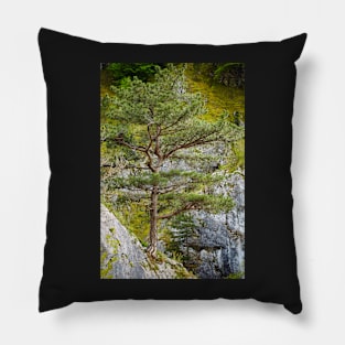 Pinus nigra on mountains peak Pillow