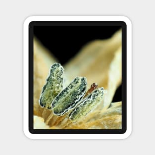 Hot chili pepper flower under the microscope Magnet