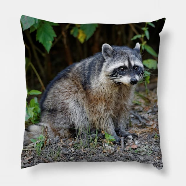 Diurnal Raccoon Poses on the Gravel Pillow by walkswithnature