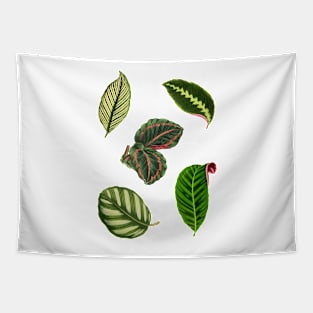 Pack of Calathea leaves Tapestry