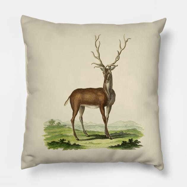 Deer Nature Illustration Pillow by Biophilia