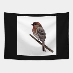 My purple finch friend Tapestry