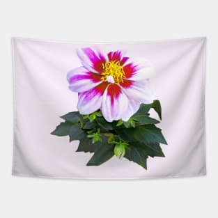 Two-Toned Pink Dahlia Tapestry