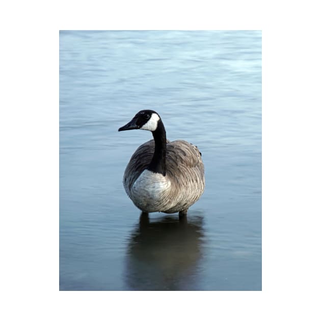 Evening Goose by briankphoto