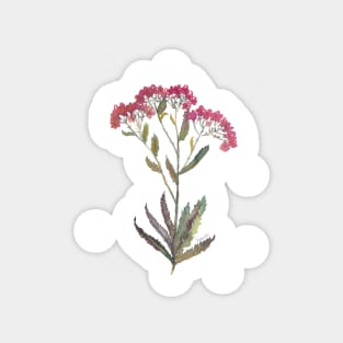 Achillea Magnet