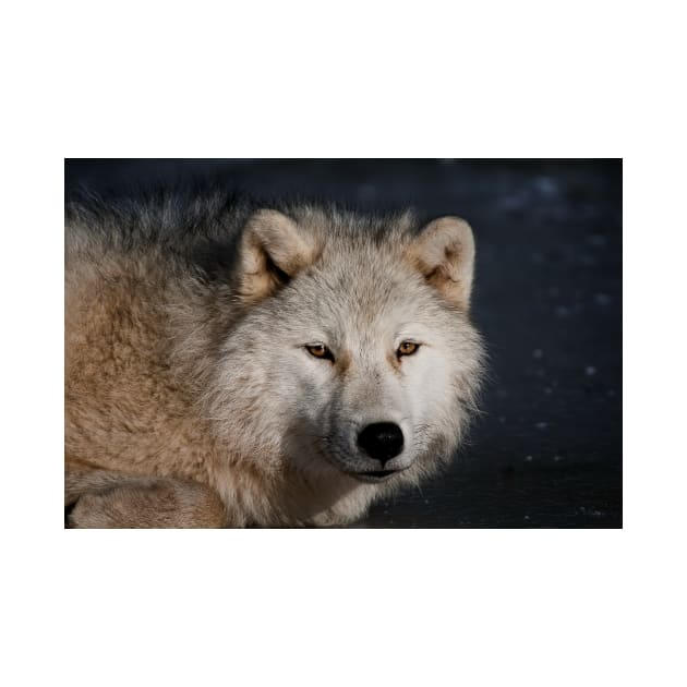 Arctic wolf by jaydee1400