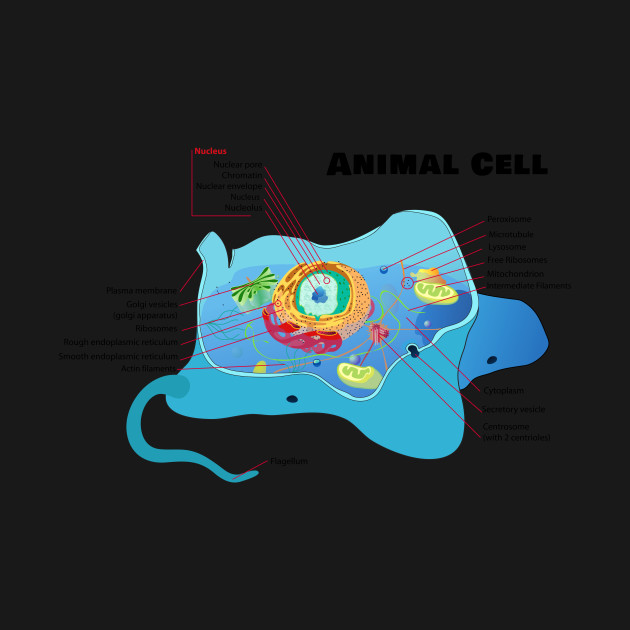 Structure of a Typical Animal Cell - Cells - T-Shirt