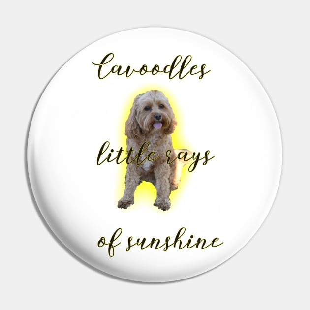 Cavoodles little rays of sunshine Pin by Ians Photos and Art