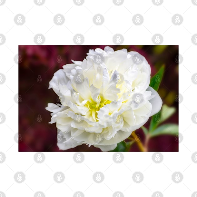 White Peony by JeanKellyPhoto