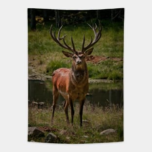 Red Deer Buck Tapestry