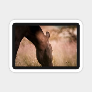 Romantic horse mood on the pasture Magnet