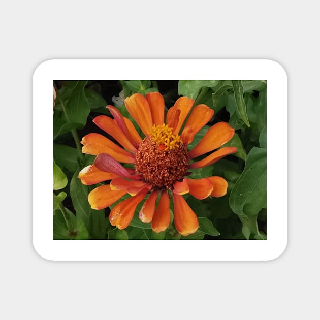 zinnia flower bloom pink floral fantasy gold center Magnet by mister-john