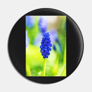 Single blue grape hyacinth Pin