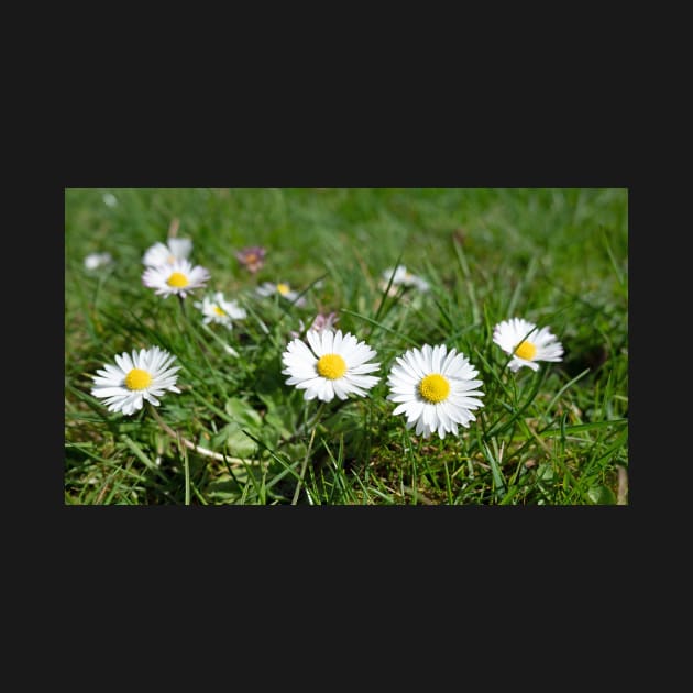 Oxeye Daisy Flower with grass background by fantastic-designs