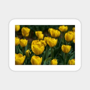 Various tulips in the park Magnet