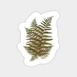 Fern Leaves in the Forest (military green) Magnet