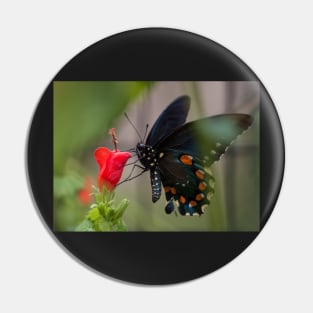 Swallowtail Pin