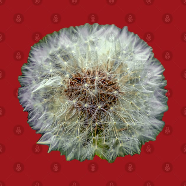 Dandelion Clock by dalyndigaital2@gmail.com