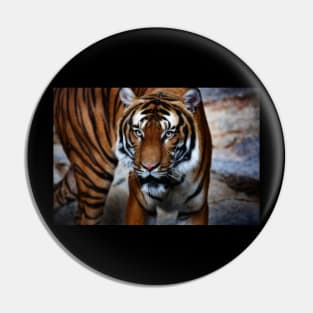 siberian tiger, tiger head Pin