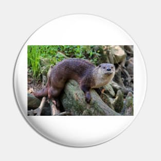 River Otter On A Log Pin