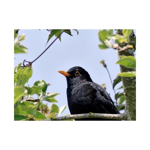 Merle - blackbird   03 (c)(t) by Olao-Olavia / Okaio Créations panasonic fz 200 (1200 mm) mai 2013 by caillaudolivier