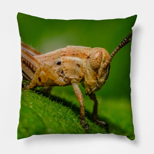 Young Grasshopper Photograph Pillow by love-fi