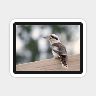 Australian Kookaburra Magnet