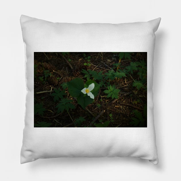 850_5509 Pillow by wgcosby