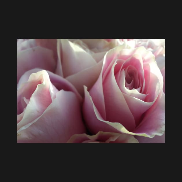 Soft Glowing Baby Pink Roses by 1Redbublppasswo