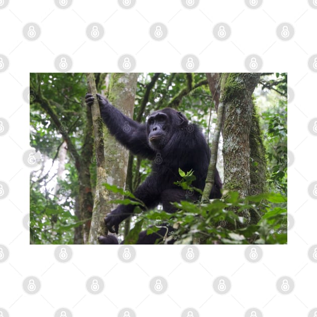 Chimpanzee in Kibaei Forest National Park, Uganda by SafariByMarisa